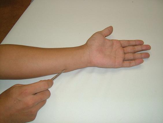 �ʗ����̎挊�ʐ^